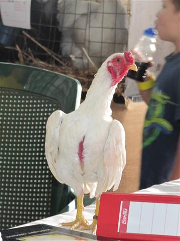 KO- SHAMO | Poultry Club South Africa