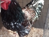12 Best Soft Feather
