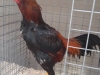 14 Best Hard Feather