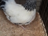 16 Best Soft Feather Bantam