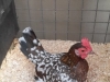 18 Best Hard Feather Bantam