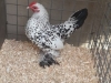 20 Best True Bantam