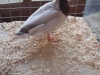 22 Best Duck