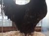 Australorp