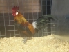 Danish Bantam