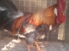 Leghorn