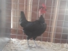 Nacked Neck Bantam
