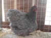 Orpington Bantam