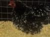 Pekin Frizzle