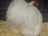 Pekin