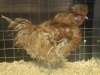 Polish Frizzle