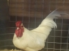Rheinlander