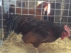 Rhode Island Red