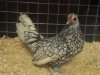 Sebright
