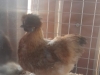 Silkie