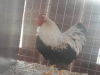 Wyandotte Bantam