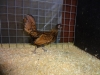 16 Sebright