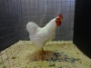 20 Plymouth Rock Bantam
