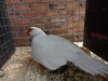 22 Muscovy Duck