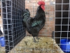 Australorp