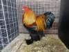 Brahma