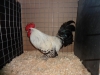 Brakel