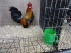 Danish Bantam