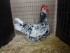 Leghorn