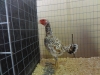 Malay Game Bantam