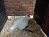 Muscovy Duck