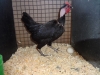 Naked Neck Bantam