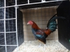 Old English Game Bantam