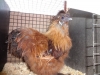 Partridge Silkie