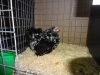 Pekin Frizzle