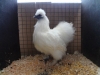 Silkie
