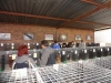 RENOSTERKOP 176 (Small)