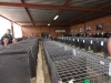 RENOSTERKOP 180 (Small)