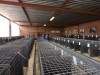 RENOSTERKOP 181 (Small)