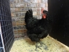 Australorp