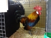 Danish Bantam