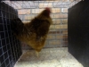 Frizzle
