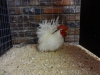 Japanese Silk Feathered