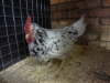 Leghorn