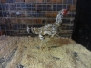 Malay Game Bantam