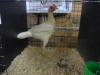 Mdern Game Bantam