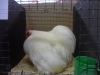 Pekin