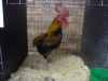 Rumpless Game Bantam