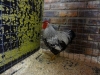 Wyandotte Bantam