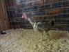 12 Hard Feather Bantam (Small)