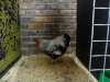 14 Soft Feather Bantam (Small)